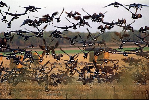 WAYNE GLOWACKI/WINNIPEG FREE PRESS Canada Geese feed on lure crop near the Oak Hammock Marsh. Sept 23 99