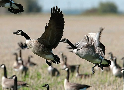 JEFF DE BOOY / WINNIPEG FREE PRESS Local- Geese Migration at Oak Hammock Marsh- (Rollason story). 20030923.
