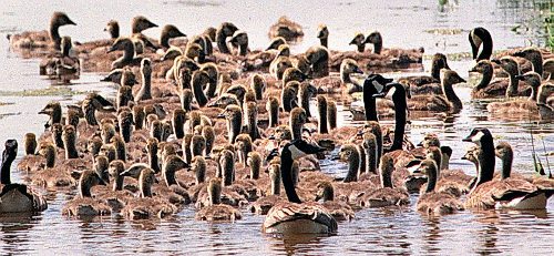 WAYNE GLOWACKI/WINNIPEG FREE PRESS   Bird Count Sunday in Oak Hammock Marsh.. Canada Geese with goslings in a ditch at the marsh. Helen Fallding has the story. June 24 2001
