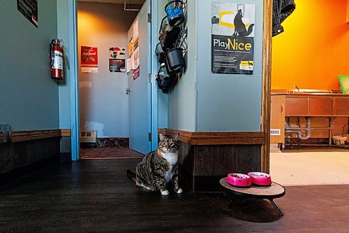 MIKE DEAL / WINNIPEG FREE PRESS
Jynx the cat at Sunshine House, 646 Logan Avenue.
See Malak Abas and Katrina Clarke story
230816 - Wednesday, August 16, 2023.