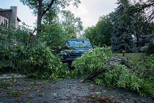 Mike Thiessen / Winnipeg Free Press 
Several cars in the East Kildonan area were hit by falling trees following a major thunderstorm early Thursday evening. 230824 &#x2013; Thursday, August 24, 2023