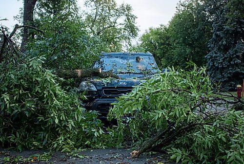 Mike Thiessen / Winnipeg Free Press 
Several cars in the East Kildonan area were hit by falling trees following a major thunderstorm early Thursday evening. 230824 &#x2013; Thursday, August 24, 2023