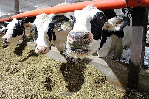 GABRIELLE PICHE / WINNIPEG FREE PRESS

Moonshadow Holsteins - August 24, 2023
Moonshadow Holsteins has more than 1,000 milking cows spread over several barns.

 