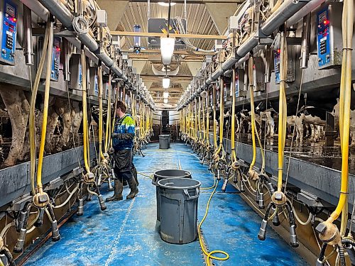 GABRIELLE PICHE / WINNIPEG FREE PRESS

Moonshadow Holsteins - August 24, 2023

Each cow gets milked three times daily. Staff attach milking units to udders in the milking parlour.   