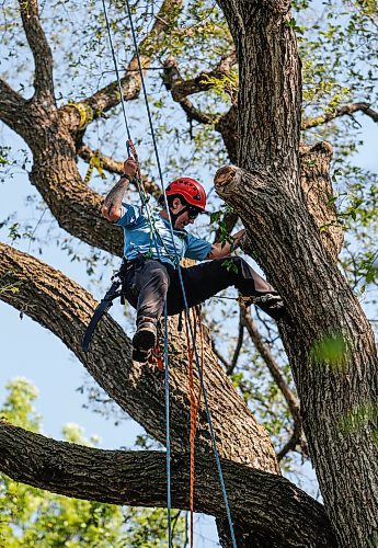 JOHN WOODS / WINNIPEG FREE PRESS
Jordyn Dyck competes in the masters climb of the International Society of Arboriculture at Cresent Drive Park in Winnipeg Sunday, August  27, 2023. She is hoping to win and move onto the international competition in Atlanta, Georgia. 

Reporter: standup