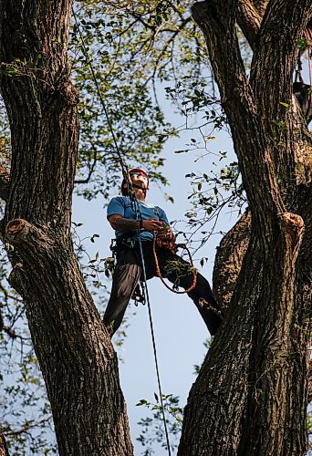 JOHN WOODS / WINNIPEG FREE PRESS
Jordyn Dyck competes in the masters climb of the International Society of Arboriculture at Cresent Drive Park in Winnipeg Sunday, August  27, 2023. She is hoping to win and move onto the international competition in Atlanta, Georgia. 

Reporter: standup
