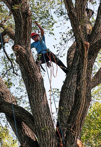 JOHN WOODS / WINNIPEG FREE PRESS
Jordyn Dyck competes in the masters climb of the International Society of Arboriculture at Cresent Drive Park in Winnipeg Sunday, August  27, 2023. She is hoping to win and move onto the international competition in Atlanta, Georgia. 

Reporter: standup