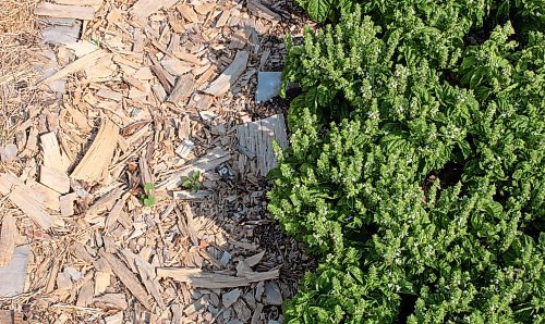 Mike Thiessen / Winnipeg Free Press 
Mulch and basil at Metanoia Farmers Worker Co-op. The farm crew spent many weeks at the start of the season making and tending to mulch. Cardboard is incorporated into Metanoia&#x2019;s mulch, which effectively retains carbon and moisture. 230828 &#x2013; Monday, August 28, 2023