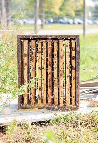 Mike Thiessen / Winnipeg Free Press 
Bees fly around their beehive, one of several at Metanoia Farmers Worker Co-op. Metanoia&#x2019;s bees, another new initiative this season, will benefit from the farm&#x2019;s effort to plant perennial native pollinators. 230828 &#x2013; Monday, August 28, 2023