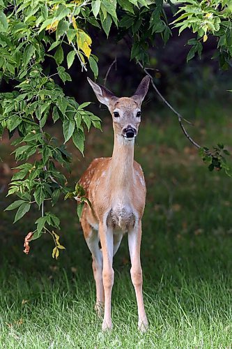 29082023
A fawn grazes in the yard of a home near Rivers on a smoky Tuesday.
(Tim Smith/The Brandon Sun)