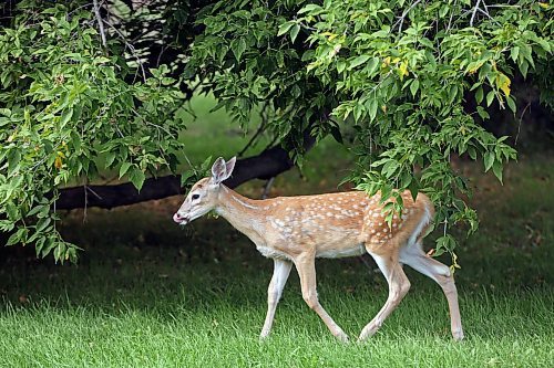 29082023
A fawn grazes in the yard of a home near Rivers on a smoky Tuesday.
(Tim Smith/The Brandon Sun)