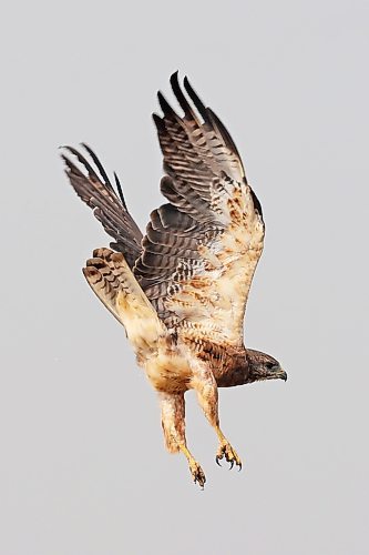 29082023
A hawk flies through the air west of Brandon on a smoky Tuesday.
(Tim Smith/The Brandon Sun)