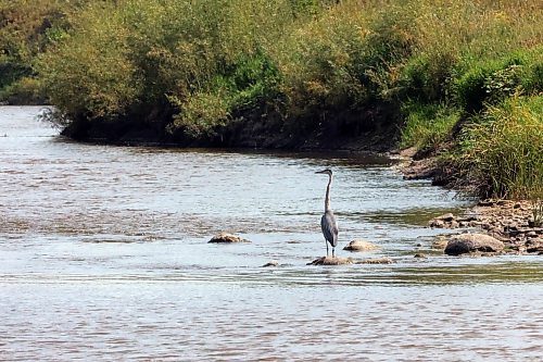 A crane fishes from his rocky perch in the Souris River on Wednesday afternoon. Matt Goerzen/The Brandon Sun)