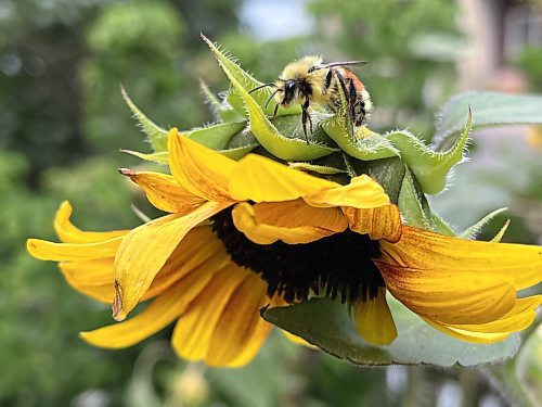 A bee rests on a sunflower in a garden east of Brandon. (Matt Goerzen/The Brandon Sun)