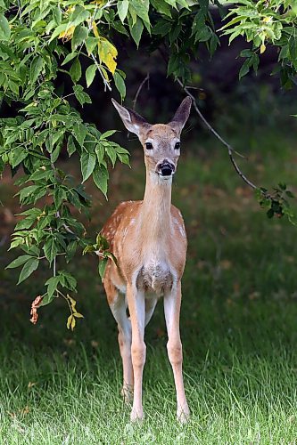 A fawn grazes in the yard of a home near Rivers on a recent smoky day. (Tim Smith/The Brandon Sun)