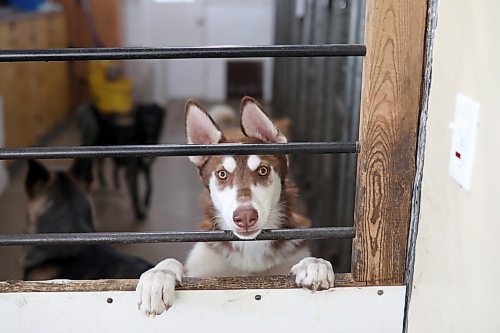 Yoshi, a dog waiting to be adopted at the Brandon Humane Society, peers out through a gate on Friday morning. (Photos by Tim Smith/The Brandon Sun)