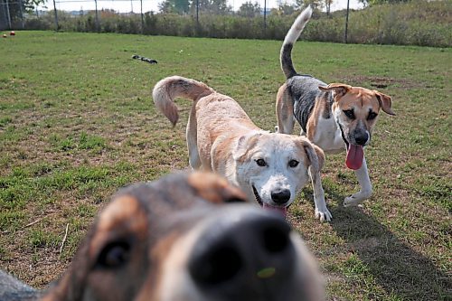 08092023
Dogs play in the yard at the Brandon Humane Society on Friday morning. (Tim Smith/The Brandon Sun)