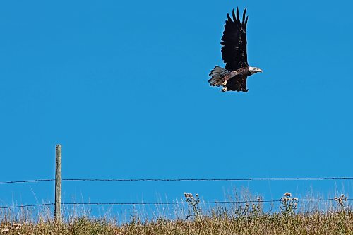 A bald eagle takes flight from a post along Highway 10 north of Minnedosa on a sunny Tuesday. (Tim Smith/The Brandon Sun)