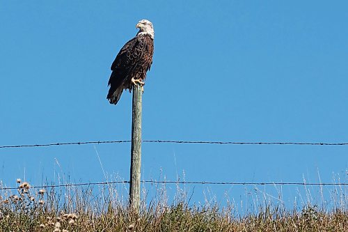 12092023
A bald eagle sits on a post along Highway 10 north of Minnedosa on a sunny Tuesday.
(Tim Smith/The Brandon Sun)