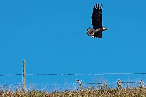 12092023
A bald eagle takes flight from a post along Highway 10 north of Minnedosa on a sunny Tuesday.
(Tim Smith/The Brandon Sun)