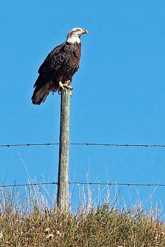 12092023
A bald eagle sits on a post along Highway 10 north of Minnedosa on a sunny Tuesday.
(Tim Smith/The Brandon Sun)