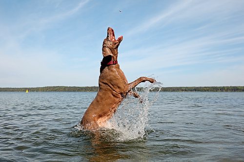 Maggie, a 12-and-a-half-year-old Weimaraner, leaps from the water of Clear Lake to catch pebbles thrown by Erl Preston and Kirby Sararas from a dock in Wasagaming on a sunny Wednesday. Maggie loves to catch and then drop pebbles.
(Tim Smith/The Brandon Sun)