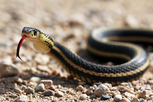 A garter snake crosses Provincial Trunk Highway 19 in Riding Mountain National Park on a warm Wednesday. (Tim Smith/The Brandon Sun)