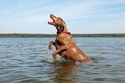 13092023
Maggie, a twelve and a half year old Weimaraner, leaps from the water of Clear Lake to catch pebbles thrown by Erl Preston and Kirby Sararas from a dock in Wasagaming on a sunny Wednesday. Maggie loves to catch and then drop pebbles.
(Tim Smith/The Brandon Sun)

*Erl is spelled correctly