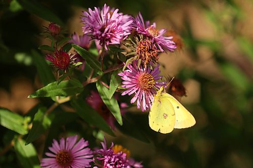 13092023
A moth perches on a flower near the Riding Mountain National Park Visitor Centre in Wasagaming on a warm Wednesday. 
(Tim Smith/The Brandon Sun)