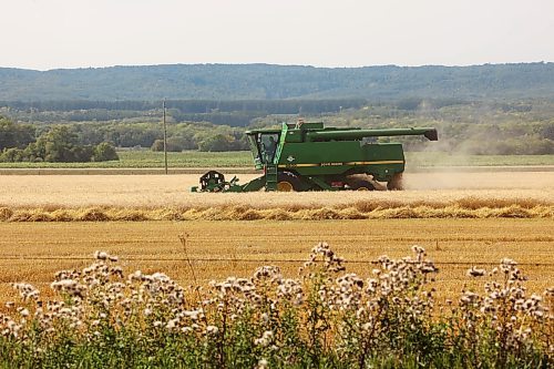 13092023
A combine works in a field just east of the hills of Riding Mountain National Park, south of Kelwood, on a warm Wednesday. 
(Tim Smith/The Brandon Sun)