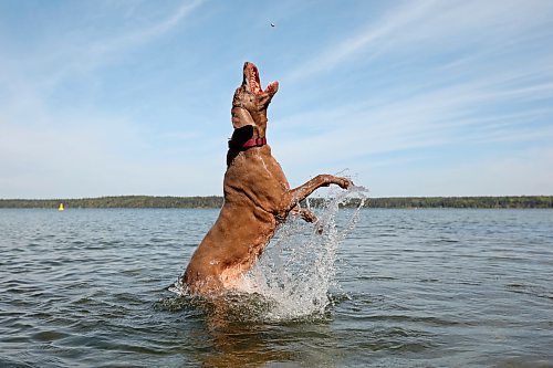 13092023
Maggie, a twelve and a half year old Weimaraner, leaps from the water of Clear Lake to catch pebbles thrown by Erl Preston and Kirby Sararas from a dock in Wasagaming on a sunny Wednesday. Maggie loves to catch and then drop pebbles.
(Tim Smith/The Brandon Sun)

*Erl is spelled correctly