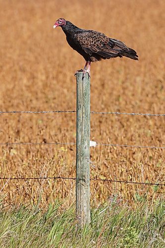 A turkey vulture perches on a fence post bordering a crop along Highway 250 on a sunny Thursday. (Tim Smith/The Brandon Sun)