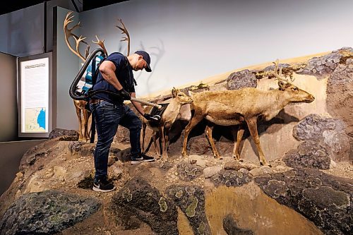 MIKE DEAL / WINNIPEG FREE PRESS
Loren Rudisuela Assistant Conservator at the Manitoba Museum carefully vacuums the Caribou diorama in the Boreal Forest section of the museum.
The Manitoba Museum was closed for a week for a full scale cleaning of its public displays.
See Eva Wasney story
230913 - Wednesday, September 13, 2023.