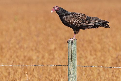 14092023
A turkey vulture perches on a fence post bordering a crop along Highway 250 on a sunny Thursday.
(Tim Smith/The Brandon Sun)