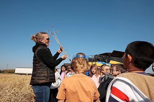 14092023
Laura Cowling, board member for Acres for Hamiota, teaches students from Hamiota Elementary School about wheat during the third annual Acres for Hamiota harvest west of Hamiota on warm Thursday. Acres for Hamiota raises money for community projects and organizations. This year 80 acres of wheat were seeded for the initiative and volunteers helped throughout the growing season from seeding to harvest. Donations from community members and local agriculture, seed and chemical companies helped cover the costs of growing the crop. Some of the profits from the initiative have gone towards the local golf course, the minor ball park, AED machines throughout the community and to the Hamiota Fire Department. Overnight rain meant harvesting the wheat had to be postponed but community members and students still came together for a BBQ lunch.  (Tim Smith/The Brandon Sun)