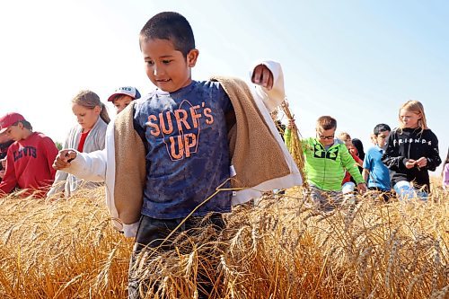 14092023
Students from Hamiota Elementary School walk through a crop of wheat while learning about farming during the third annual Acres for Hamiota harvest west of Hamiota on warm Thursday. Acres for Hamiota raises money for community projects and organizations. This year 80 acres of wheat were seeded for the initiative and volunteers helped throughout the growing season from seeding to harvest. Donations from community members and local agriculture, seed and chemical companies helped cover the costs of growing the crop. Some of the profits from the initiative have gone towards the local golf course, the minor ball park, AED machines throughout the community and to the Hamiota Fire Department. Overnight rain meant harvesting the wheat had to be postponed but community members and students still came together for a BBQ lunch.  (Tim Smith/The Brandon Sun)