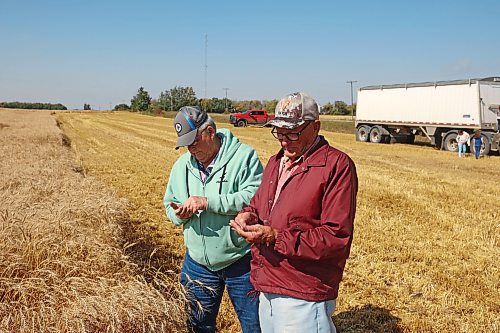 14092023
Robin Couvier and Jim Steven check the quality of the wheat during the Acres for Hamiota harvest west of Hamiota on warm Thursday. Acres for Hamiota raises money for community projects and organizations.  (Tim Smith/The Brandon Sun)