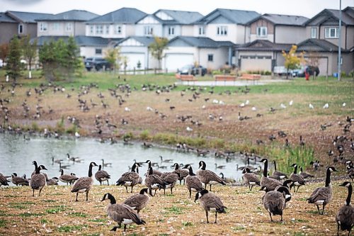 MIKAELA MACKENZIE / WINNIPEG FREE PRESS

Hundreds of geese gather in a small neighbourhood park in North Inkster (off of Castlebury Meadows Drive), preparing for their upcoming flight south for the winter, on Thursday, Sept. 21, 2023.  Standup.
Winnipeg Free Press 2023