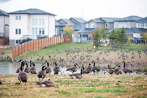 MIKAELA MACKENZIE / WINNIPEG FREE PRESS

Hundreds of geese gather in a small neighbourhood park in North Inkster (off of Castlebury Meadows Drive), preparing for their upcoming flight south for the winter, on Thursday, Sept. 21, 2023.  Standup.
Winnipeg Free Press 2023