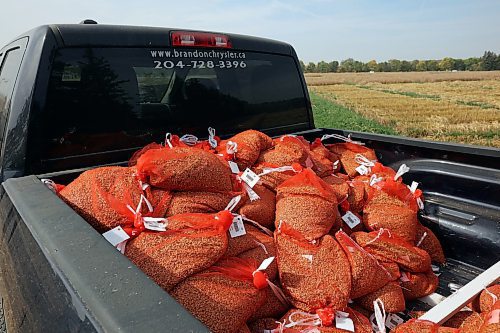 21092023
Bags of harvested barley that will be tested and analyzed for yield sit in the back of a pickup truck during the harvest of barley plots at the Brandon Research and Development Centre as part of the BRDC barley breeding program on a warm Thursday. 
(Tim Smith/The Brandon Sun)