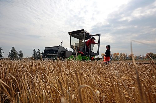 21092023
Research technicians Shelby Zatylny and Loni Powell have a discussion while harvesting and collecting barley from plots to be tested for yield as part of the Brandon Research and Development Centre barley breeding program on a warm Thursday. 
(Tim Smith/The Brandon Sun)