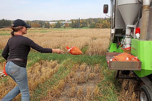21092023
Loni Powell, a research technician with the Brandon Research and Development Centre, collects barley from harvested barley plots in bags as part of the BRDC barley breeding program on a warm Thursday. 
(Tim Smith/The Brandon Sun)