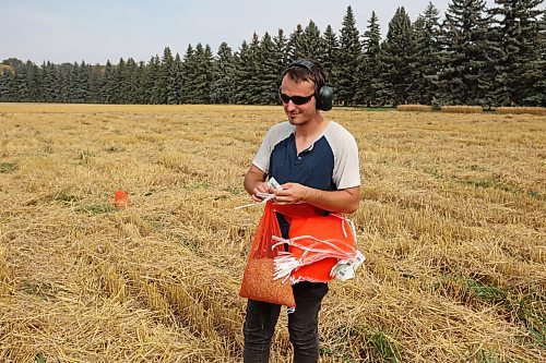 21092023
Davis Placatka, a field operations worker with the Brandon Research and Development Centre ties a bag of harvested barley while helping harvest plots to test yield as part of the BRDC barley breeding program on a warm Thursday. 
(Tim Smith/The Brandon Sun)