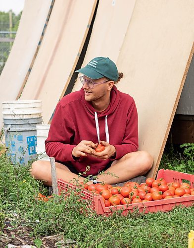 Mike Thiessen / Winnipeg Free Press 
Bryn Friesen Epp, one of the farmers at Metanoia Farmers Worker Co-op, removes stems from a crateful of tomatoes. 230828 &#x2013; Monday, August 28, 2023
