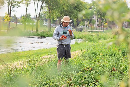 Mike Thiessen / Winnipeg Free Press 
Trey Dornn, one of the farmers at Metanoia Farmers Worker Co-op, inspects a handful of tomatoes. 230828 &#x2013; Monday, August 28, 2023