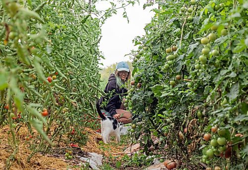 Mike Thiessen / Winnipeg Free Press 
Kayla Drudge, one of the farmers at Metanoia Farmers Worker Co-op, is greeted by Beans the cat while harvesting cherry tomatoes. 230828 &#x2013; Monday, August 28, 2023