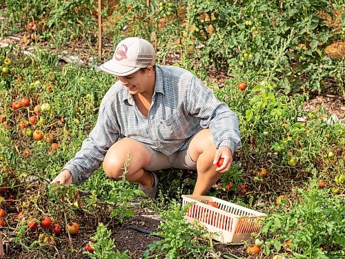 Mike Thiessen / Winnipeg Free Press 
Megan Klassen-Wiebe, one of the farmers at Metanoia Farmers Worker Co-op, harvests tomatoes. 230828 – Monday, August 28, 2023