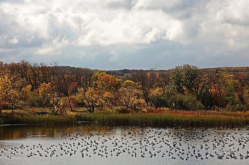 25092023
Migrating geese congregate on a pond next to Highway 5 near Birnie, Manitoba on Monday.
(Tim Smith/The Brandon Sun)