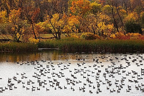 Migrating geese congregate on a pond next to Highway 5 near Birnie on Monday. (Tim Smith/The Brandon Sun)