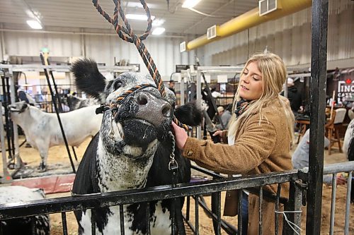 Kelsey McKenzie adjusts the restraints for a Speckle Park cow at the Manitoba Ag Ex on Oct. 27. Manitoba's cattle industry has been in decline for many years now, and there are no easy solutions, stakeholders say. (Ian Hitchen/The Brandon Sun)